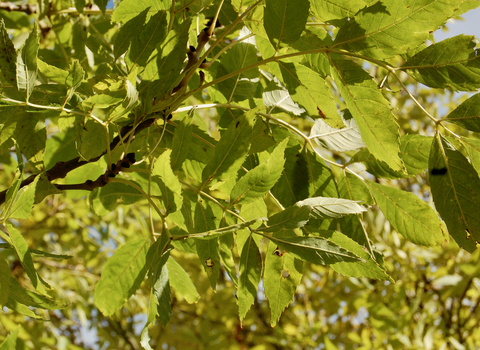 Are ash trees poisonous to best sale dogs